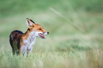 Red fox (Vulpes vulpes)