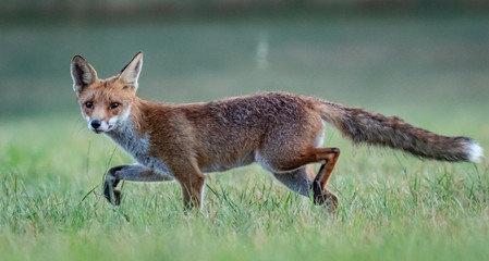 Red fox (Vulpes vulpes)