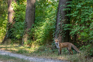 Red fox (Vulpes vulpes)