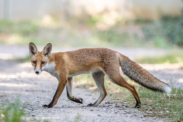 Red fox (Vulpes vulpes)