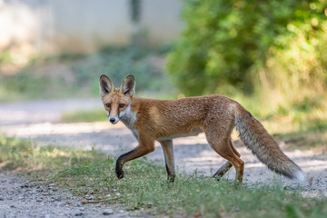 Red fox (Vulpes vulpes)