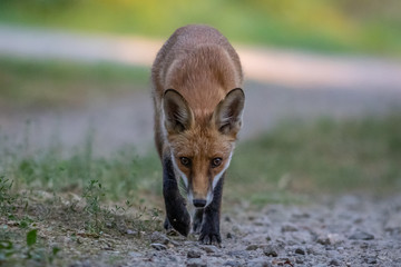 Red fox (Vulpes vulpes)