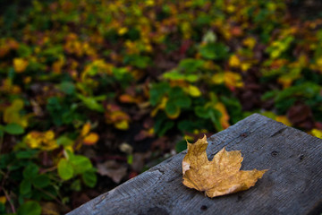 Yellow fallen maple leaves on an old wooden bench on the background of colorful leaves of a strawberry garden bed