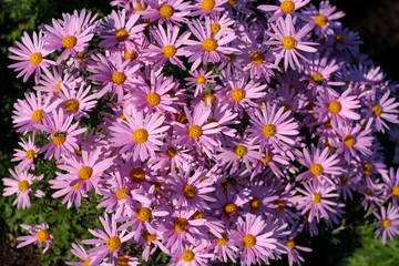Fototapeta premium beautiful flowers in nature in the botanical garden