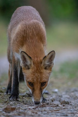 Red fox (Vulpes vulpes)