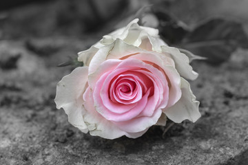 Rosa Rose erblüht