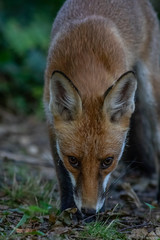 Red fox (Vulpes vulpes)