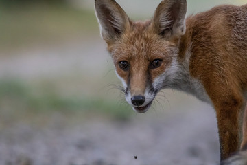 Red fox (Vulpes vulpes)