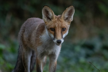 Red fox (Vulpes vulpes)