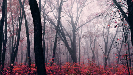 Fototapeta premium artnature