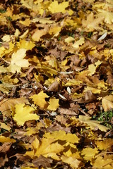 Ahornblätter, gelb verfärbtes Herbstlaub