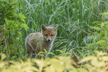 Red fox cub (Vulpes vulpes)