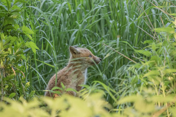 Red fox cub (Vulpes vulpes)