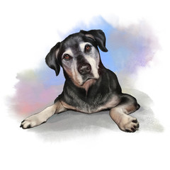 Cute puppy with question look on watercolor background. Dog hand painted illustration. Realistic portrait of pet. Animal collection: Dogs. Good for print T-shirt, pillow. Art background for design
