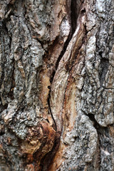 Bark Tree Texture