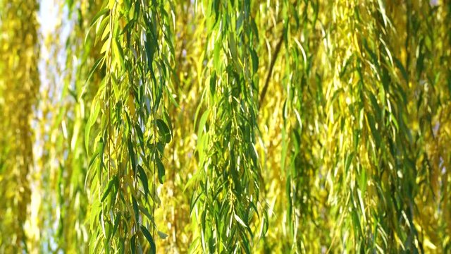Closeup view of beautiful fluffy green and yellow branches with seasonal changes of colors at leaves. Green and yellow natural wall background. Real time 4k video footage.