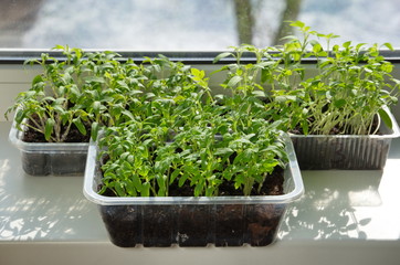 Tomato seedlings in plastic containers on the windowsill