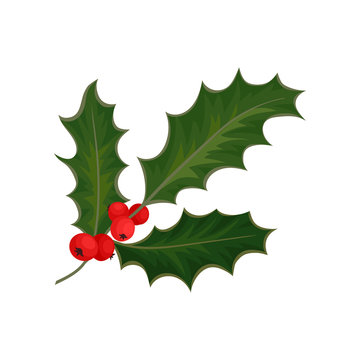 Holly with red berries and green leaves. Traditional Christmas symbol. Flat vector element for holiday postcard