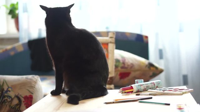 Cat sitting near pencils