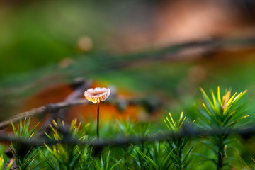 Small mushroom growing in sphagnum moss