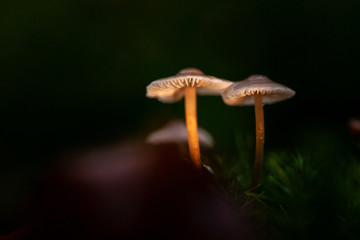 Mushrooms in the forest very colorful surrounded by moss and moisture and great blur.