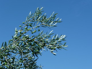 BRANCHE OLIVIER CIEL BLEU