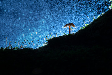 Rainy day in the autumn forest with falling raindrops and shiny water drops on a lighted mushroom