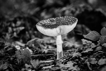 Large red fly agaric with white lamella in a forest with autumn light