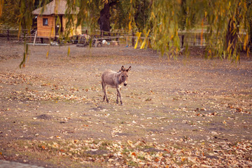 Obraz na płótnie Canvas brown young donkey on a farm outdoors.