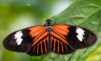 Postmand butterfly
