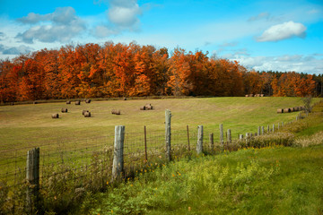 Beautiful Fall colours of Ontario's countryside, Bellfountain, Ontario, Canada. 