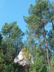ROCHE ET ARBRES