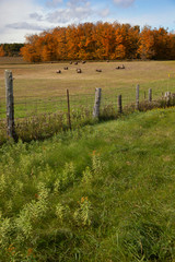 Fototapeta premium Beautiful Fall colours of Ontario's countryside, Bellfountain, Ontario, Canada. 