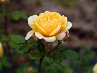 beautiful flowers in nature in the botanical garden