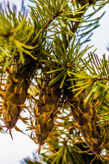 Douglas fir tree branch with cones on autumn. Closeup