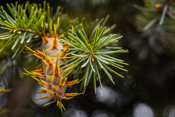 Douglas fir tree branch with cones on autumn. Closeup