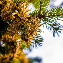Douglas fir tree branch with cones on autumn. Closeup