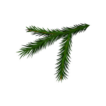 Green branch of spruce or pine tree with short needles. Traditional Christmas plant. Flat vector design