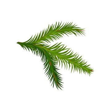 Green branch of fir or pine tree. Natural element. Christmas plant. Botany and flora theme. Flat vector icon