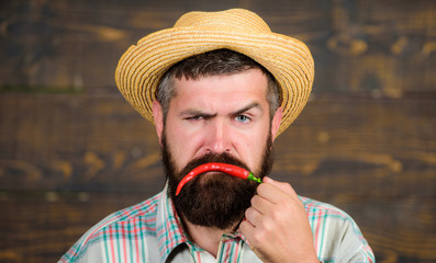 Fototapeta premium Man hold pepper harvest. Pepper harvest concept. Bearded farmer hold chilli red pepper in hand. Farmer presenting hot chilli pepper wooden background. Rustic farmer in straw hat likes spicy taste