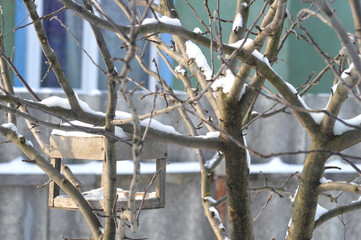 bird feeder in winter
