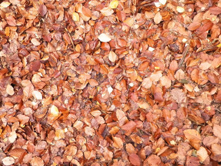 Autumn leaves as nature background.