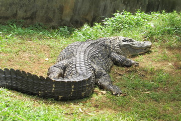 Crocodilo Zoo Salvador/Ba 23ago2015
