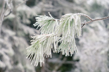 winter light background - pine branches covered with frost