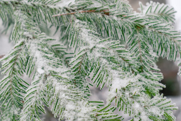 winter light background - fir branches covered with frost