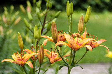 Fototapeta na wymiar beautiful flowers in nature in the botanical garden