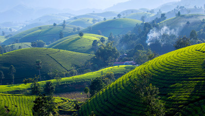 Fototapeta na wymiar Tea hills in Long Coc highland, Phu Tho province in Vietnam