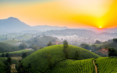Tea hills in Long Coc highland, Phu Tho province in Vietnam
