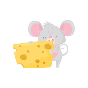 Adorable mouse eating big piece of cheese. Rodent with gray fur, big pink ears and long tail. Flat vector design