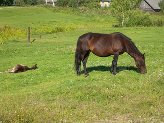 Horse grazing in a meadow in the village